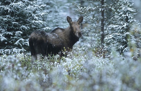 Moose cow (Alces alces) in the snow, Alberta, Canada, North America