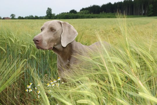 Short hair Weimaraner, hunting dog in a wheat field