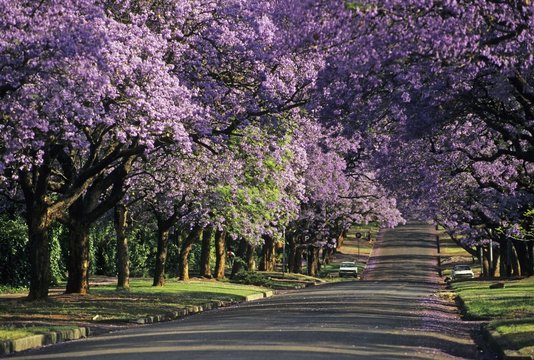 Jacaranda in blossom, Pretoria, South Africa, Africa
