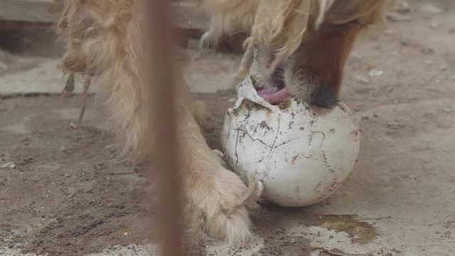 the dog is eating a human skull