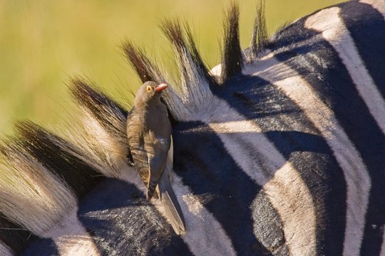 Plains Zebra or Burchell's Zebra (Equus quagga) and Red-billed Oxpecker (Buphagus erythrorhynchus), Ithala National Park, South Africa, Africa