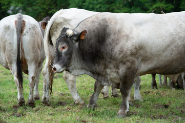 Bazas beef, Bazadaise cows and calves daisy in the meadow