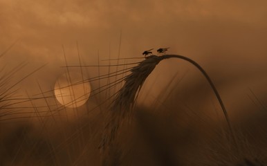 Flies on corn ears in the sunset
