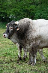 Bazas beef, Bazadaise cows and calves daisy in the meadow