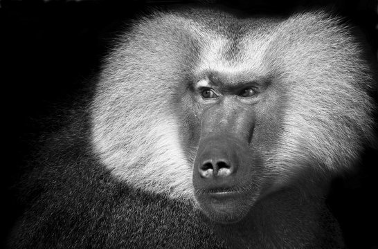Hamadryas Baboon (Papio hamadryas), Portait, captive