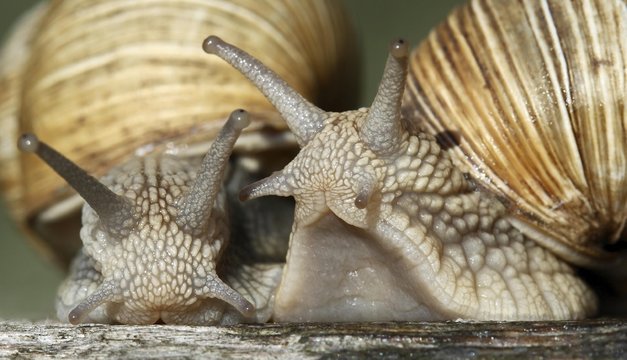 Close up of snails