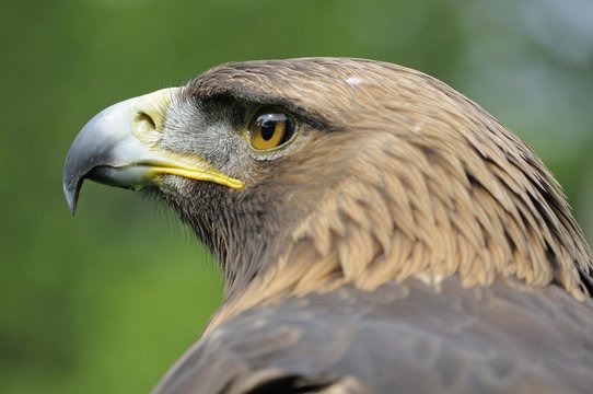 Portrait, Golden Eagle (Aquila chrysaetos)