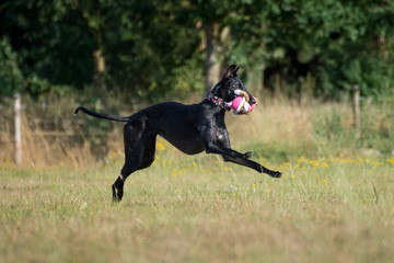 schwarzer Windhund spielt mit einem Pl&uuml;schtier