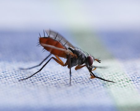 Tachina Fly (Tachinidae) on fabric, Lanzarote, Canary Islands, Spain, Europe
