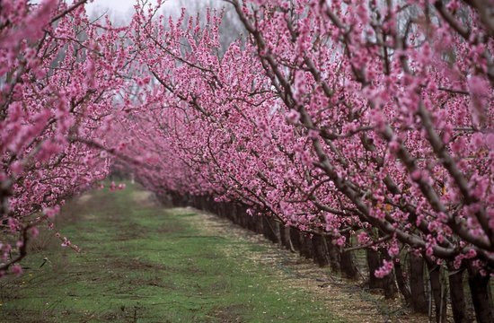 Flowering peach tree orchard, peach tree (Prunus persica), Provence, France, Europe