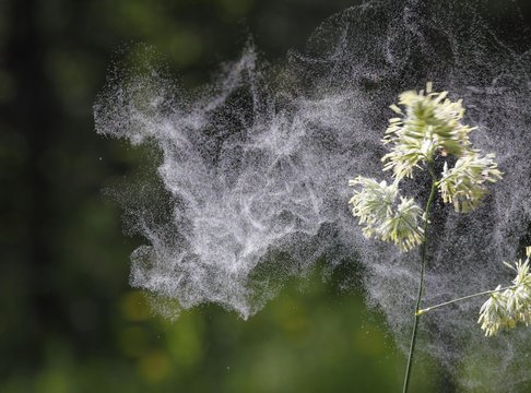Cocks Foot or Orchard Grass (Dactylis glomerata) with flying pollen, Germany, Europe