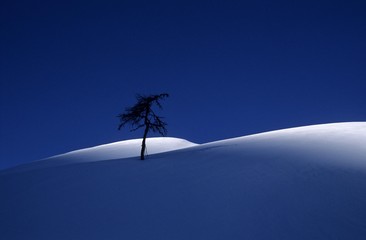 Solitary European Larch (Larix decidua) in morning light, Suedwiener Hut, Radstaedter Tauern Range, Salzburg, Austria, Europe