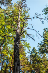 an old dry tree in a summer pine forest