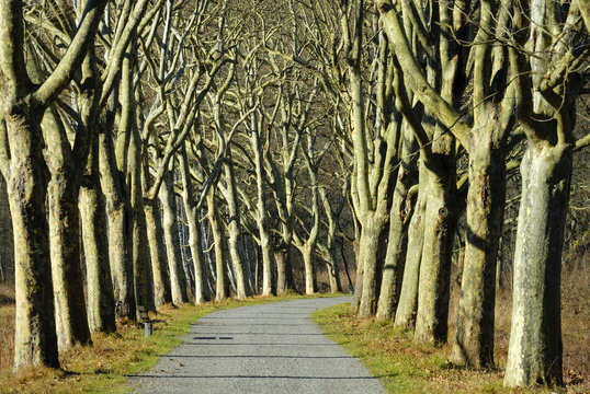 A sycamore avenue (Platanus) - Germany, Europe.