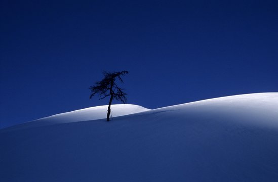 Solitary European Larch (Larix decidua) in morning light, Suedwiener Hut, Radstaedter Tauern Range, Salzburg, Austria, Europe