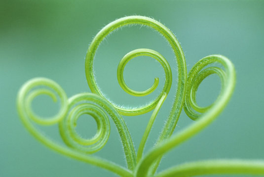 Pumpkin tendril