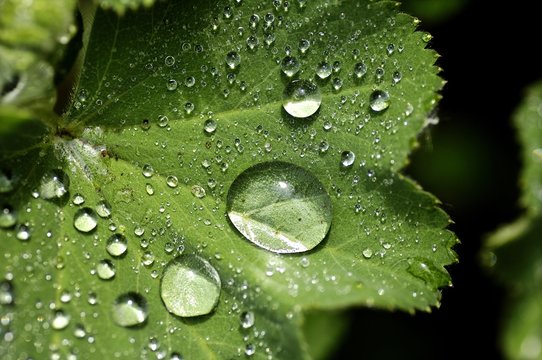 Fototapeta Close up of rain drops on lady's mantle leaf 