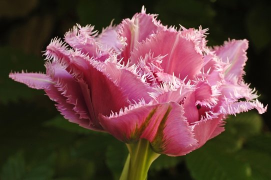 Pink Tulip (Tulipa), blossom
