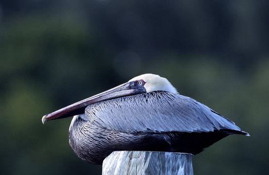 Brown Pelican