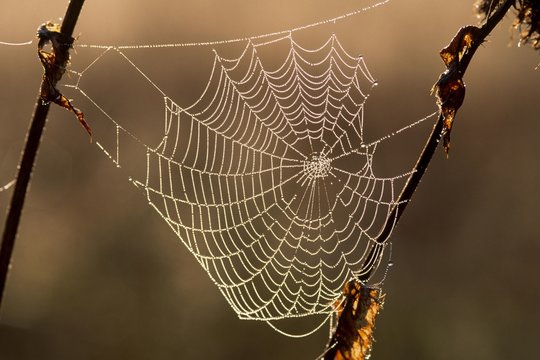Close up of spider's web on stem