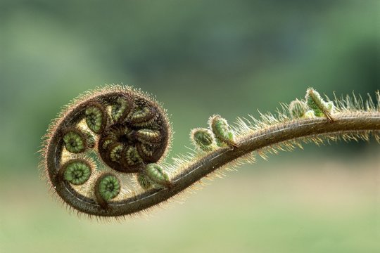 Close up of young fern stem