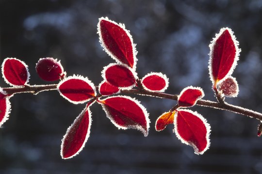Red leave edges coated in hoar frost, North Tyrol, Austria, Europe