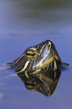 Red-eared Slider (Trachemys scripta elegans), adult swimming, Willacy County, Rio Grande Valley, Texas, USA, North America