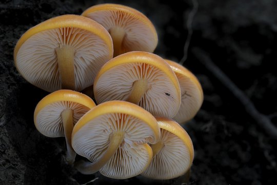 Sheathed Woodtuft (Kuehneromyces) group from below