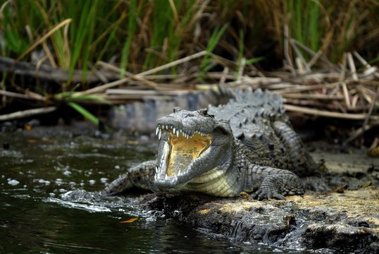 American crocodile (Crocodylus acutus), Crocodile (Crocodilia) with a lacerated jaw, Black River, Negril, Jamaica, Caribbean, Central America