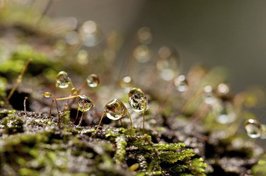 Close up of moss spores with water droplets