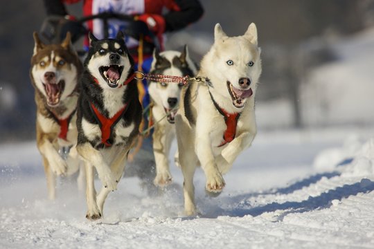 Musher mushing his Siberian huskies at sleddog race in Lenk, Switzerland, Europe