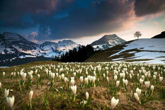 Crocuses in the Alpstein area, Stockberg, Saentis, Swiss Alps, Switzerland, Europe
