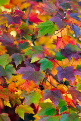 Fototapeta na wymiar Bright Bold Multicolored Fall Leaves