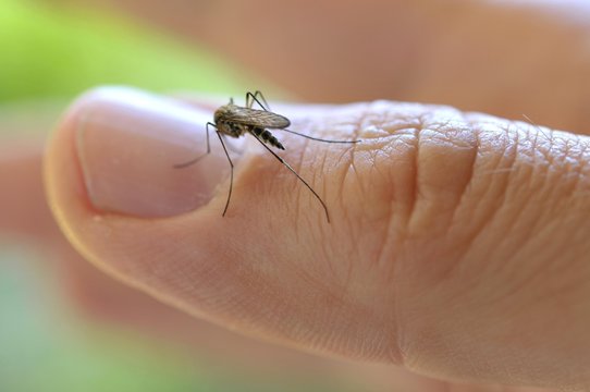 Common House Mosquito (Culex pipiens), on a finger