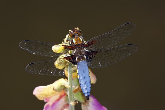 Broad-bodied Chaser (Libellula depressa), male sitting on a flowering common foxglove
