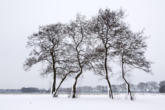 Landscape in winter with snow and common alder trees (Alnus glutinosa), Naturschutzgebiet nature reserve Oberalsterniederung, Schleswig-Holstein, Germany, Europe