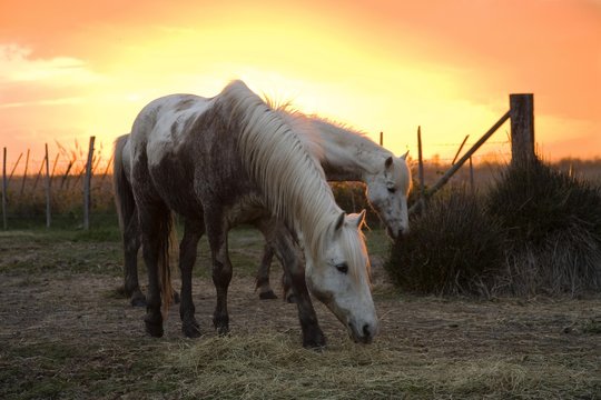 Camargue horses at sunset, Camargue, Southern France, Europe