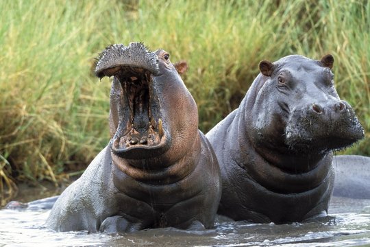 Hippos (Hippopotamus amphibius), Tanzania, East Africa, Africa