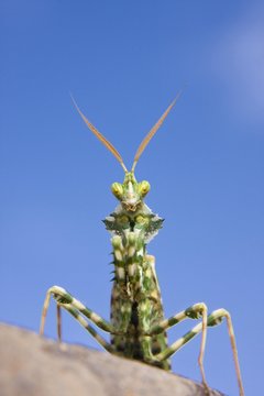 Praying Mantis (Mantodea) in the Libyan Desert, Libya, Sahara, North Africa, Africa