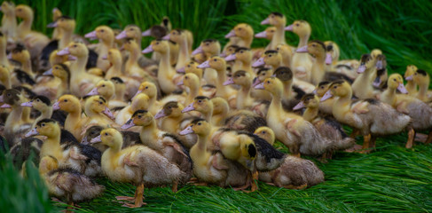 Group of young yellow ducks breeding in a near tall grass