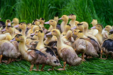Group of young yellow ducks breeding in a near tall grass
