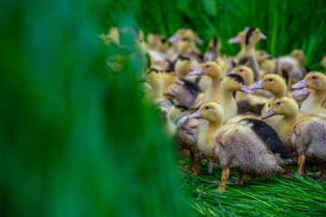 Group of young yellow ducks breeding in a near tall grass