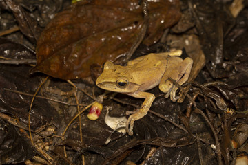 Image of yellow frog with nature in Thailand