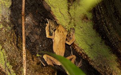 Image of yellow frog with nature in Thailand