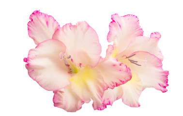 Fototapeta na wymiar Gladiolus flowers isolated