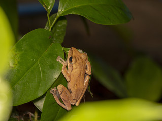 Image of yellow frog with nature in Thailand