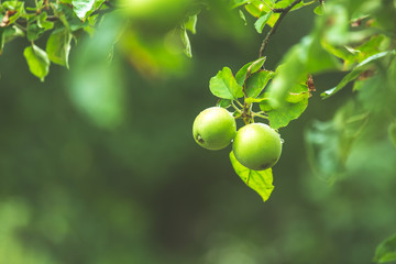 green apple over blurred garden summer season.