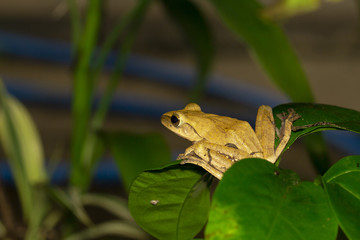Image of yellow frog with nature in Thailand