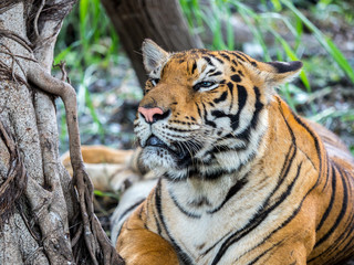 Tiger stays under the tree.