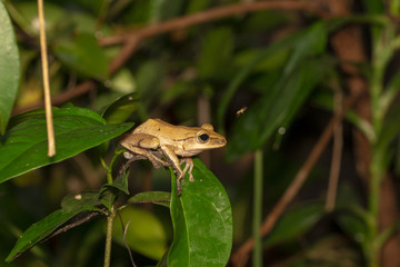 Image of yellow frog with nature in Thailand